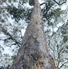 Corymbia maculata (Spotted Gum) at Murramarang National Park - 26 Dec 2023 by Steve818