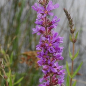 Lythrum salicaria at Tidbinbilla Nature Reserve - 26 Dec 2023 11:42 AM