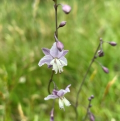 Arthropodium milleflorum (Vanilla Lily) at Crackenback, NSW - 26 Dec 2023 by Mavis