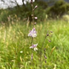 Arthropodium milleflorum at Crackenback, NSW - 26 Dec 2023 05:08 PM