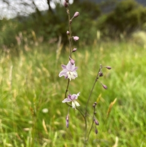 Arthropodium milleflorum at Crackenback, NSW - 26 Dec 2023 05:08 PM