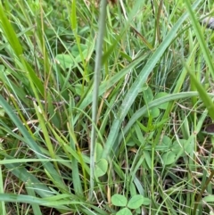 Arthropodium milleflorum at Crackenback, NSW - 26 Dec 2023 05:08 PM