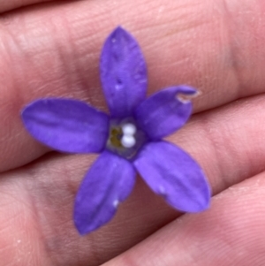 Wahlenbergia sp. at Crackenback, NSW - 26 Dec 2023