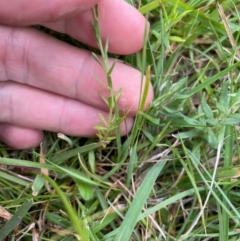 Wahlenbergia sp. at Crackenback, NSW - 26 Dec 2023