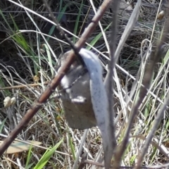 Gastrophora henricaria at Bicentennial Park - 26 Dec 2023