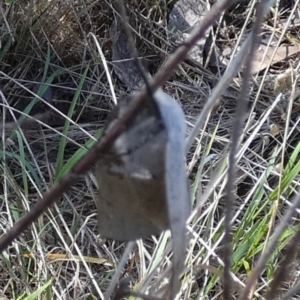 Gastrophora henricaria at Bicentennial Park - 26 Dec 2023