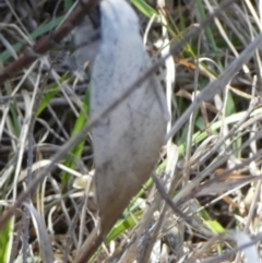 Gastrophora henricaria at Bicentennial Park - 26 Dec 2023 08:09 AM