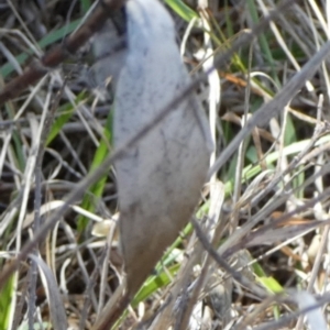 Gastrophora henricaria at Bicentennial Park - 26 Dec 2023 08:09 AM