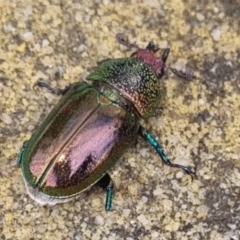 Lamprima aurata at QPRC LGA - 26 Dec 2023