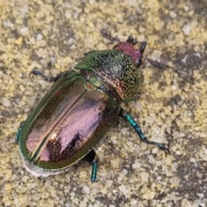 Lamprima aurata at QPRC LGA - 26 Dec 2023