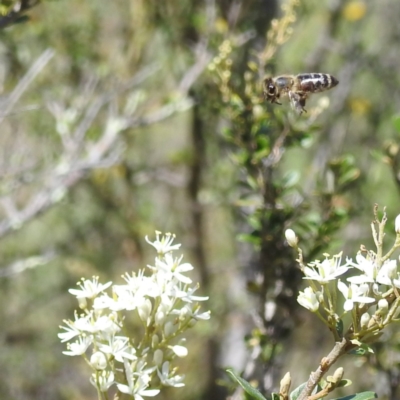 Apis mellifera (European honey bee) at Kambah, ACT - 22 Dec 2023 by HelenCross