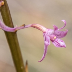 Dipodium roseum at Tidbinbilla Nature Reserve - 22 Dec 2023