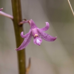 Dipodium roseum at Tidbinbilla Nature Reserve - 22 Dec 2023