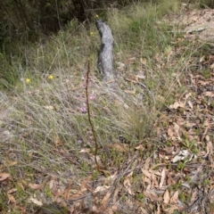 Dipodium roseum at Tidbinbilla Nature Reserve - 22 Dec 2023