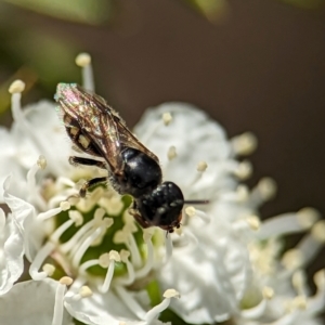 Euhesma nitidifrons at Denman Prospect, ACT - 26 Dec 2023 10:51 AM