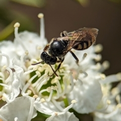 Euhesma nitidifrons at Denman Prospect, ACT - 26 Dec 2023 10:51 AM