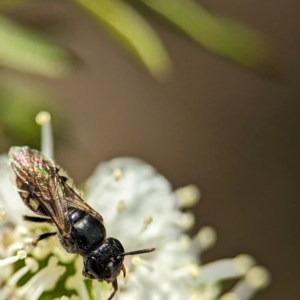 Euhesma nitidifrons at Denman Prospect, ACT - 26 Dec 2023 10:51 AM