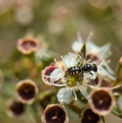 Euhesma nitidifrons at Denman Prospect, ACT - 26 Dec 2023 10:51 AM