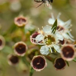 Euhesma nitidifrons at Denman Prospect, ACT - 26 Dec 2023 10:51 AM