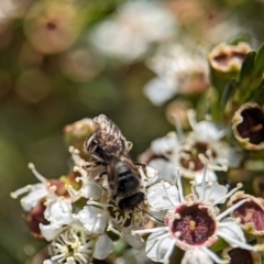 Lasioglossum (Chilalictus) sp. (genus & subgenus) (Halictid bee) at Denman Prospect 2 Estate Deferred Area (Block 12) - 26 Dec 2023 by Miranda