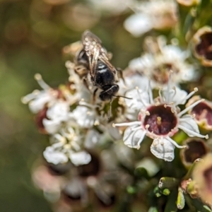 Lasioglossum (Chilalictus) sp. (genus & subgenus) at Denman Prospect 2 Estate Deferred Area (Block 12) - 26 Dec 2023