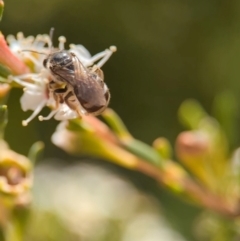 Lasioglossum (Chilalictus) sp. (genus & subgenus) at Denman Prospect 2 Estate Deferred Area (Block 12) - 26 Dec 2023 11:32 AM