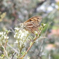 Heteronympha merope (Common Brown Butterfly) at McQuoids Hill NR (MCQ) - 22 Dec 2023 by HelenCross