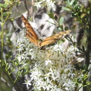 Heteronympha merope at McQuoids Hill NR (MCQ) - 22 Dec 2023