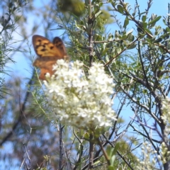 Heteronympha merope at McQuoids Hill NR (MCQ) - 22 Dec 2023