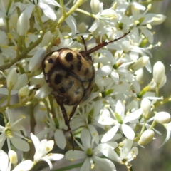 Neorrhina punctata (Spotted flower chafer) at McQuoids Hill NR (MCQ) - 22 Dec 2023 by HelenCross