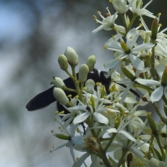 Tiphiidae (family) (Unidentified Smooth flower wasp) at Kambah, ACT - 22 Dec 2023 by HelenCross