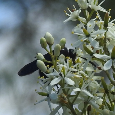 Tiphiidae (family) (Unidentified Smooth flower wasp) at McQuoids Hill NR (MCQ) - 22 Dec 2023 by HelenCross