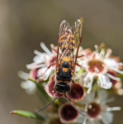 Unidentified Flower wasp (Scoliidae or Tiphiidae) at Block 402 - 26 Dec 2023 by Miranda