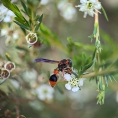 Eumeninae (subfamily) (Unidentified Potter wasp) at Block 402 - 26 Dec 2023 by Miranda