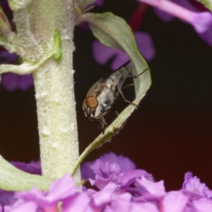 Stomorhina sp. (genus) at Downer, ACT - 26 Dec 2023