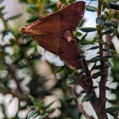 Endotricha pyrosalis (A Pyralid moth (Endotrichinae) at Block 402 - 26 Dec 2023 by Miranda