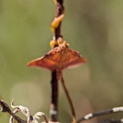 Endotricha pyrosalis at Bluetts Block (402, 403, 12, 11) - 26 Dec 2023 11:08 AM