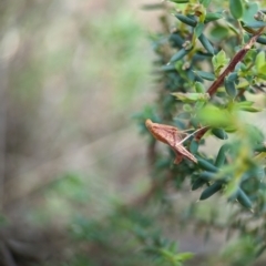 Endotricha pyrosalis at Bluetts Block (402, 403, 12, 11) - 26 Dec 2023 11:08 AM