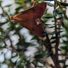 Endotricha pyrosalis at Bluetts Block (402, 403, 12, 11) - 26 Dec 2023 11:08 AM