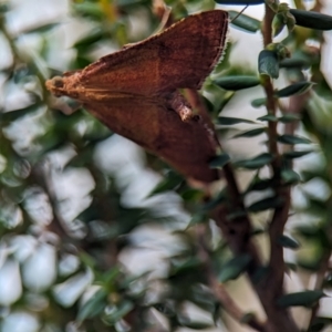 Endotricha pyrosalis at Bluetts Block (402, 403, 12, 11) - 26 Dec 2023 11:08 AM