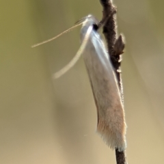 Oecophoridae (family) (Unidentified Oecophorid concealer moth) at Block 402 - 26 Dec 2023 by Miranda
