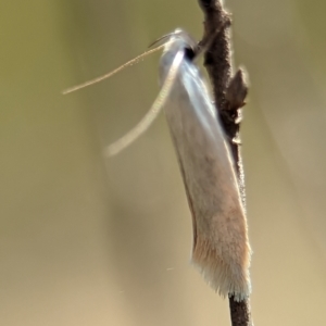 Oecophoridae (family) at Block 402 - 26 Dec 2023