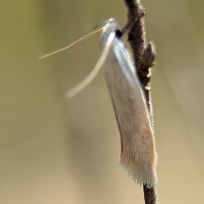 Oecophoridae (family) (Unidentified Oecophorid concealer moth) at Block 402 - 26 Dec 2023 by Miranda