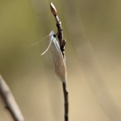 Oecophoridae (family) at Block 402 - 26 Dec 2023