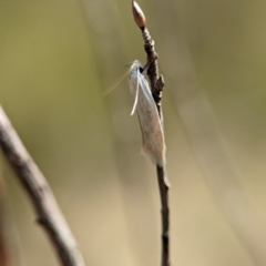 Oecophoridae (family) at Block 402 - 26 Dec 2023