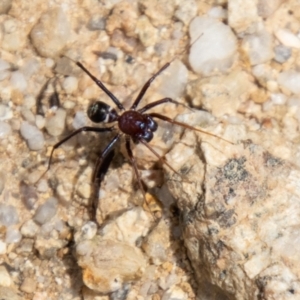 Habronestes bradleyi at Tidbinbilla Nature Reserve - 22 Dec 2023