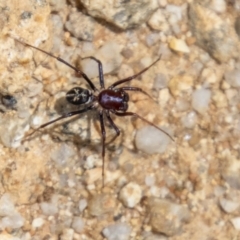 Habronestes bradleyi at Tidbinbilla Nature Reserve - 22 Dec 2023