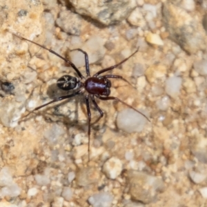 Habronestes bradleyi at Tidbinbilla Nature Reserve - 22 Dec 2023