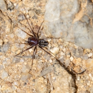 Habronestes bradleyi at Tidbinbilla Nature Reserve - 22 Dec 2023