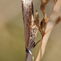 Culladia cuneiferellus (Crambinae moth) at Block 402 - 25 Dec 2023 by Miranda